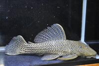 �h���S���n�C�t�B��-1