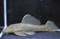 �h���S���n�C�t�B��-3