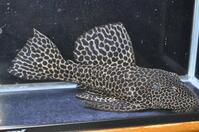 ���K���n�C�t�B��-1