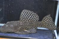 ���K���n�C�t�B��-3