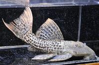 �X�[�p�[���b�h�^�C�^�j�b�N-1