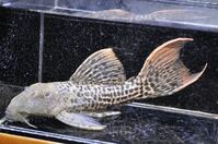 �X�[�p�[���b�h�^�C�^�j�b�N-3