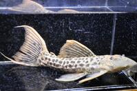 �X�[�p�[���b�h�^�C�^�j�b�N-1