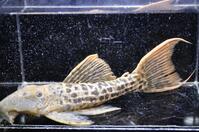 �X�[�p�[���b�h�^�C�^�j�b�N-3