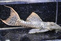 �X�[�p�[���b�h�^�C�^�j�b�N-1