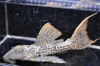 �X�[�p�[���b�h�^�C�^�j�b�N-3