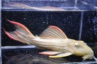 �X�[�p�[�X�J�[���b�g-1