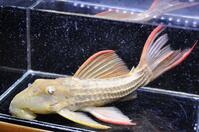 �X�[�p�[�X�J�[���b�g-3