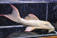 �X�[�p�[�X�J�[���b�g-1