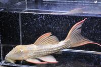 �X�[�p�[�X�J�[���b�g-3