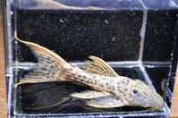 �X�[�p�[���b�h�^�C�^�j�b�N-1