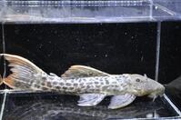 �X�[�p�[���b�h�^�C�^�j�b�N-1