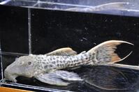 �X�[�p�[���b�h�^�C�^�j�b�N-3