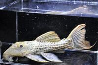 �X�[�p�[���b�h�^�C�^�j�b�N-3