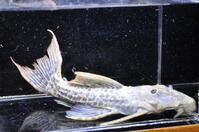 �X�[�p�[���b�h�^�C�^�j�b�N-1