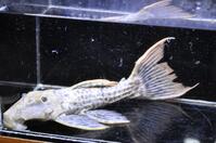 �X�[�p�[���b�h�^�C�^�j�b�N-3