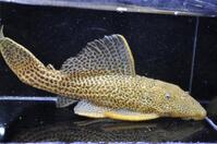 �h���S���n�C�t�B��-1