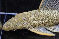 �h���S���n�C�t�B��-2