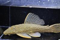 �h���S���n�C�t�B��-3