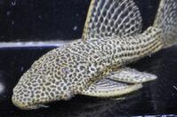 �h���S���n�C�t�B��-2