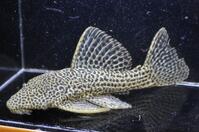 �h���S���n�C�t�B��-3