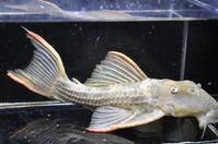 �X�J�[���b�g-1