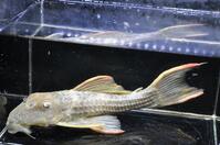 �X�J�[���b�g-3