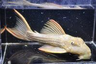 �X�J�[���b�g-1