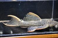 �E���g���X�J�[���b�g-1