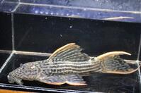 �E���g���X�J�[���b�g-3