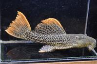 �X�[�p�[�I�����W�t�B�����I�p�[�h1