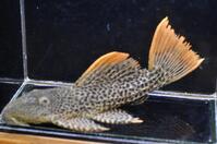 �X�[�p�[�I�����W�t�B�����I�p�[�h-3