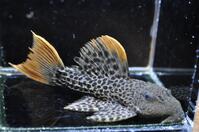 �X�[�p�[�I�����W�t�B�����I�p�[�h-1