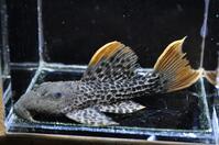 �X�[�p�[�I�����W�t�B�����I�p�[�h-3