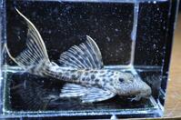 ���b�h�^�C�^�j�b�N-1