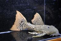 �X�[�p�[�I�����W�t�B�����I�p�[�h1