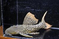 �X�[�p�[�I�����W�t�B�����I�p�[�h-3